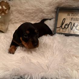 Green collar - Black and tan male Dachshund puppy in New Jersey from Bergamo’s  Dachshunds