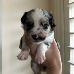 Montana - Blue merle female Miniature Australian Shepherd puppy in North Richland Hills, Texas from Hailey's Miniature Australian Shepherds
