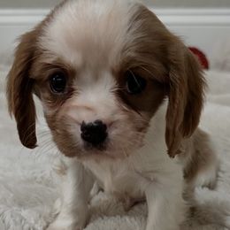 Biscuit - Blenheim male Cavalier King Charles Spaniel puppy in Marshall, Arkansas from Kate’s Cavaliers
