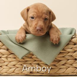 Amboy (gray collar) - Golden rust male Vizsla puppy in Alvord, Texas from Tequila Kennels