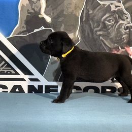 Yellow Collar Black Male - Cane Corso puppy from Da Boyz Cane Corso