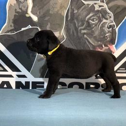 Yellow Collar Black Male - Cane Corso puppy from Da Boyz Cane Corso