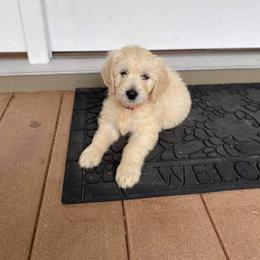 Aussiedoodle and Goldendoodle Puppies from Saddle Hill Farms