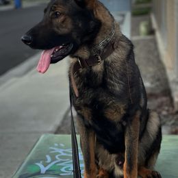 German Shepherds from Guerrerok9