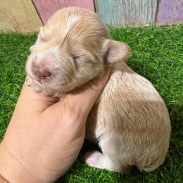 Goldie - Wheaten female Miniature Schnauzer puppy in Lufkin, Texas from C&K’s Schnauzer House