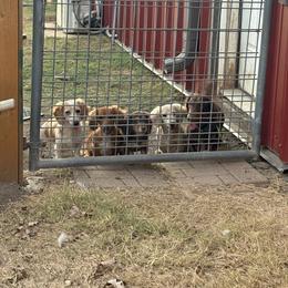 Dachshund Puppies from TG Dachshunds