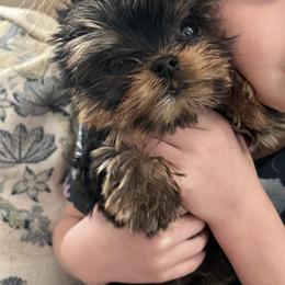 Taylor - Blue and gold female Yorkshire Terrier puppy in Bowling Green, Kentucky from Stringer’s Yorkshire Terriers