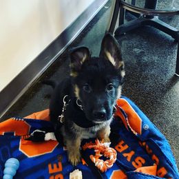 German Shepherd Puppies from Badenheath German Shepherds