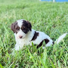 Cowgirl - Parti female Goldendoodle puppy in Rome, Georgia from Victoria’s Designer Doodles