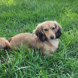 Tally - Dachshund