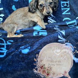 Dachshund Puppies from CSW Dachshunds