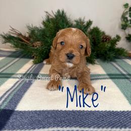 Mike - Green - Red male Cavapoo puppy in South Jordan, Utah from Simply Sweet Paws. LLC