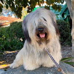Skye Terrier Puppies from Solana Skye Terriers, Reg.