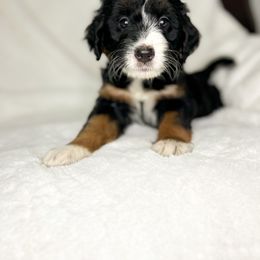Aussiedoodle Puppies from Cotton Lane Puppies