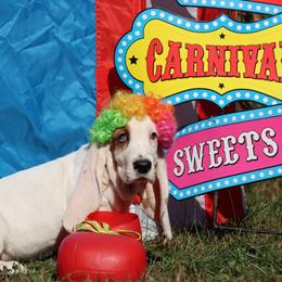 May - Mahogany and white female Basset Hound puppy in Pollock, Missouri from Northstar