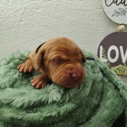 Mr Black - Golden rust male Vizsla puppy in Lexington, Kentucky from Summit Vizsla (we can deliver to you)