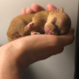 Belle - Red female Chihuahua puppy in High Point, North Carolina from Treasured Chihuahuas