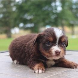 Bunny's Tiny Toy Red Tri Female - Red tri female Toy Australian Shepherd puppy in Leighton, Alabama from Isbell Land & Livestock, LLC