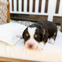 Dixie - Tri-color female Bernedoodle puppy in Wamego, Kansas from Doodles of Oz