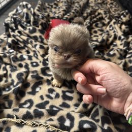 Ace - Light red male Pekingese puppy in Cumming, Georgia from Imperial Pekingese