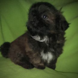 Shih Tzu Puppies from T-Amore Shih Tzu