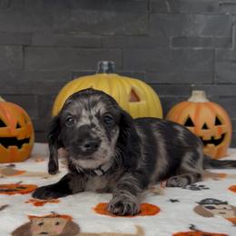 Shadow - Dapple male Dachshund puppy in Goodyear, Arizona from AZ Royal Doxies llc