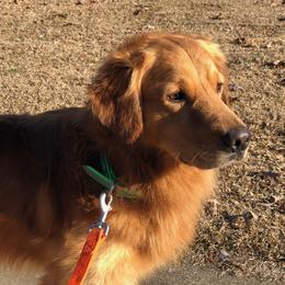 Duke - Golden Retriever
