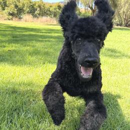 Portobello - Phantom male Poodle puppy in Arroyo Grande, California from Ever So Clever Poodles