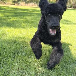 Portobello - Phantom male Poodle puppy in Arroyo Grande, California from Ever So Clever Poodles