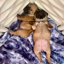 French Bulldog Puppies from GavFam Frenchies