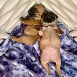French Bulldog Puppies from GavFam Frenchies