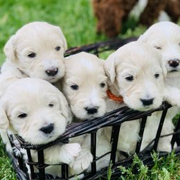 Cavapoo, Goldendoodle, and Poodle Puppies from Alpine Poodle and Doodle