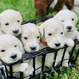 Cavapoo, Goldendoodle, and Poodle Puppies from Alpine Poodle and Doodle