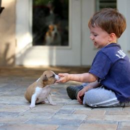 American Foxhound and American Staffordshire Terrier Puppies from Whitlow Kennel