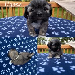 Ugene - Cream male Lhasa Apso puppy in Cincinnati, Ohio from Shangri-La Lhasa Apsos