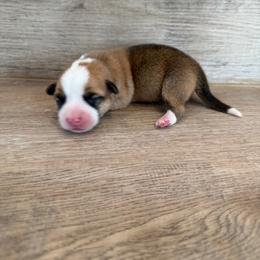 Hobbes - Red male Pembroke Welsh Corgi puppy in Phelan, California from Desert Sunset Pembroke Welsh Corgis