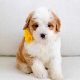 January - Brown and white female Bernedoodle puppy in Diamond Bar, California from Furrytaildoodles