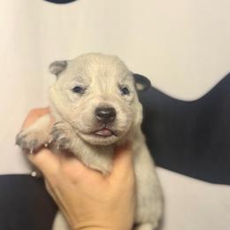 Bahia - Blue speckled female Australian Cattle Dog puppy in Rosharon, Texas from 4Surge Cattle Dogs