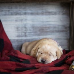 Labrador Retriever Puppies from Hartsells Retrievers