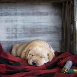 Labrador Retriever Puppies from Hartsells Retrievers