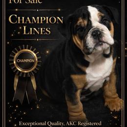 Lilly - Black tri-color female Bulldog puppy in Marysville, Washington from BulldogWA