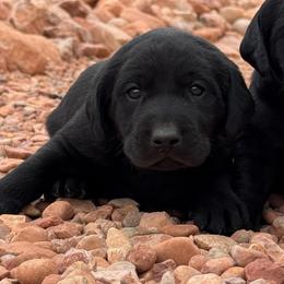 Kai - Black male Labrador Retriever puppy in Richfield, Utah from Stormy River Retrievers