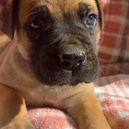 Cane Corso Puppies from River Bluff Cane Corsos