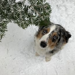 Zoe - Miniature Australian Shepherd