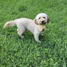 Daisy - Goldendoodle