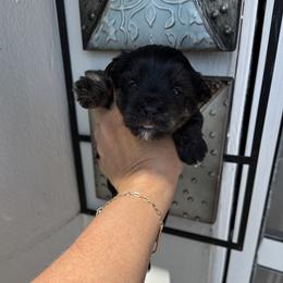 Yorkshire Terrier Puppies from XOXO YORKIES