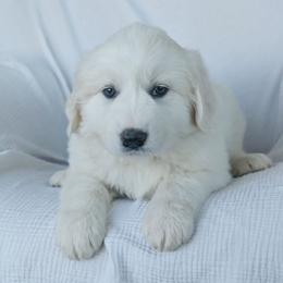 Girl 2 Pink - White female Great Pyrenees puppy in Yakima, Washington from Naches Heights Ranch