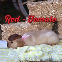 Golden Retriever Puppies from Valley County Goldens