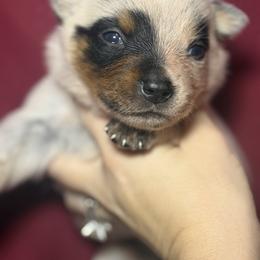 Bumblebee - Blue male Australian Cattle Dog puppy in Rosharon, Texas from 4Surge Cattle Dogs