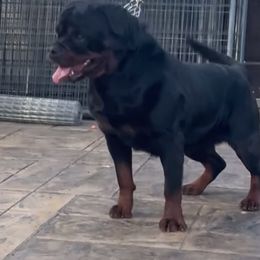 Timberland - Rottweiler